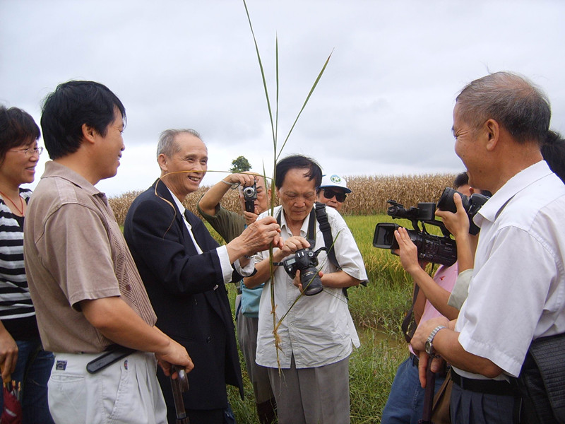 广西骆越文化研究会专家发现直立野生稻_副本.jpg