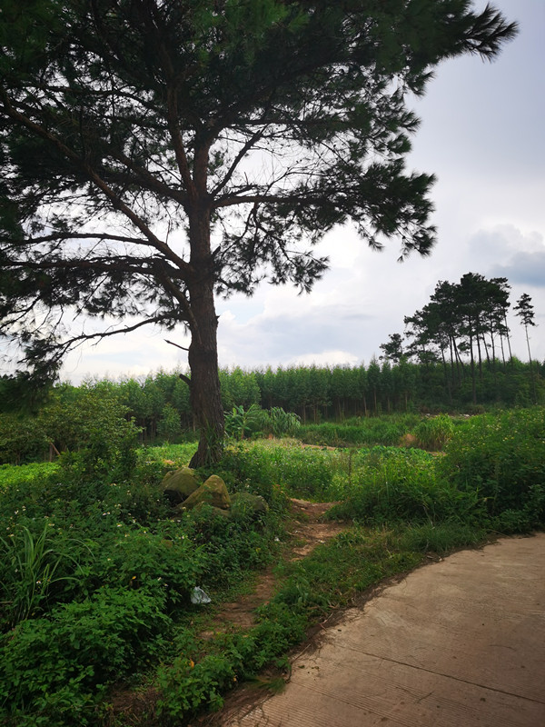 扶绥浦茶坳古道_副本.jpg